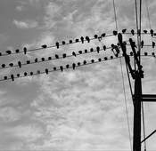 Many birds in black silhouette sit on electrical and telephone wires.